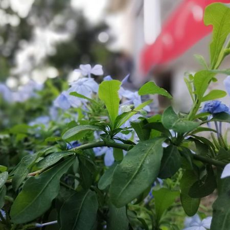 B&B Sa Scraria Meana Sardo Ngoại thất bức ảnh